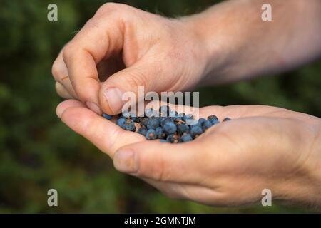Wild harvested juniper (Juniperus communis) cones ('berries'), Hepple estate, Northumberland Stock Photo