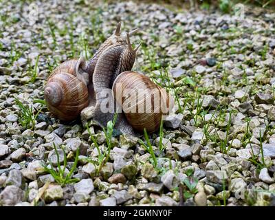 Closeup shot of a pair of edible snails (Helix pomatia) mating in the garden Stock Photo