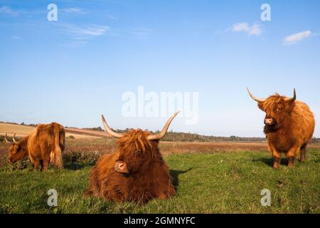 Highland cattle, conservation grazing on Loch of Kinnordy RSPB reserve, Kirriemuir, Angus, Scotland, UK Stock Photo