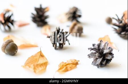 Different size leaves of autumn oak leafs, acorns and berries of wild rose isolated on white background. Stock Photo