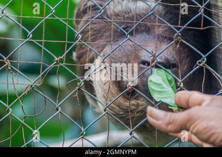 Brown-throated sloth (Bradypus variegatus) in Amazon Animal Orphanage Pilpintuwasi in village Padre Cocha near Iquitos, Peru Stock Photo