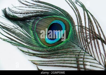 shiny Peacock feather in the white backgrounds Stock Photo