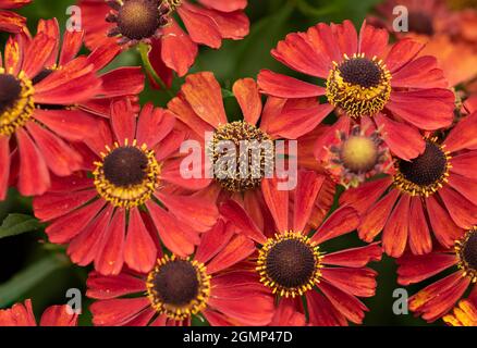 Beautiful image of Common Sneezeweed Helenium Autumnale flower in English country garden landscape setting Stock Photo