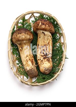 matsutake mushrooms on bamboo basket isolated on white background Stock Photo