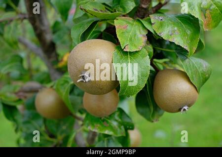 johnny mount pears growing in english garden, norfolk, england Stock Photo