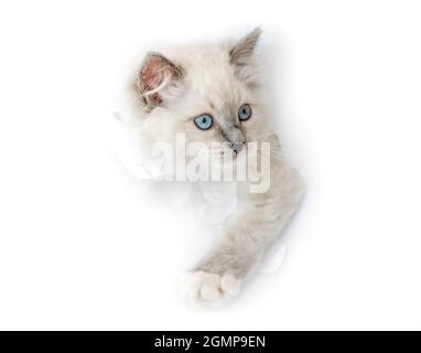 Ragdoll cat in light room Stock Photo