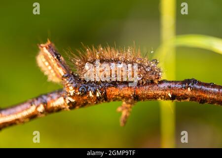 Caterpillar Phragmatobia fuliginosa also ruby tiger. A caterpillar crawls along a tree branch on a green background. Stock Photo