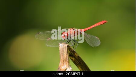 Scarlet Dragonfly (Crocothemis erythraea) is a species of dragonfly in the family Libellulidae. Its common names include broad scarlet, common scarlet Stock Photo