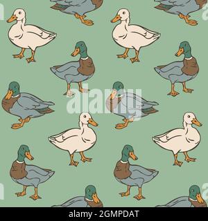 Vector seamless pattern with ducks. Domestic and wild ducks on green background. Stock Vector