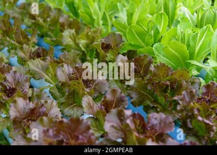 Red Batavia Lettuce in the hydroponics system Stock Photo
