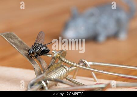 The fly sitting on a mouse trap Stock Photo