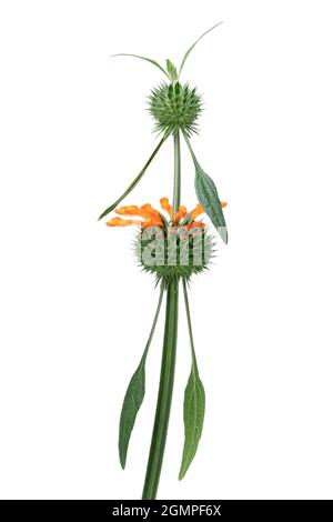 Single fresh orange Leonotis Leonurus flower on white background Stock Photo