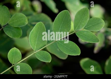 Green twig of fresh Indigofera tinctoria, also called true indigo Stock Photo