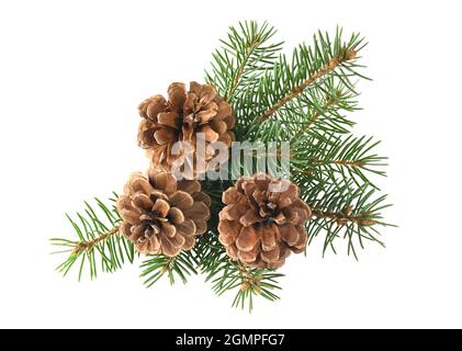 Branch of fir tree and cone isolated on a white background Stock Photo