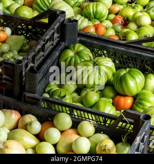 harvest of ripe and unripe tomatoes in crates stacked on the floor Stock Photo