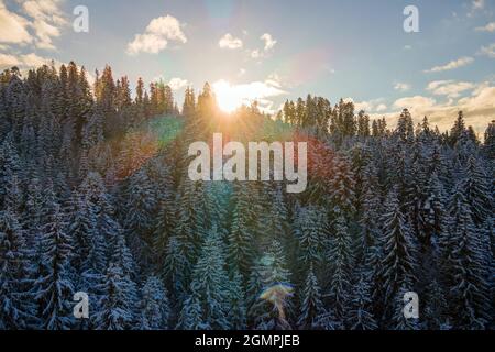 Aerial winter landscape with spruse trees of snow covered forest in cold mountains in the evening. Stock Photo