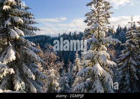 Aerial winter landscape with spruse trees of snow covered forest in cold mountains in the evening. Stock Photo