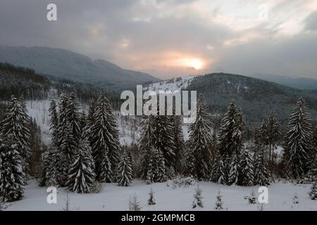 Aerial winter landscape with spruse trees of snow covered forest in cold mountains in the evening. Stock Photo