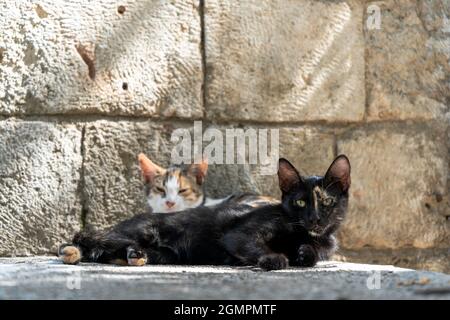 Street cats in Istanbul. Resting and relaxed cats on the streets of Istanbul Stock Photo