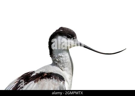 Pied avocet (Recurvirostra avosetta) close-up of head and beak shape against white background Stock Photo