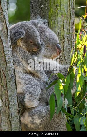 Koala (Phascolarctos cinereus) with young on its back resting in tree, marsupial native to Australia Stock Photo