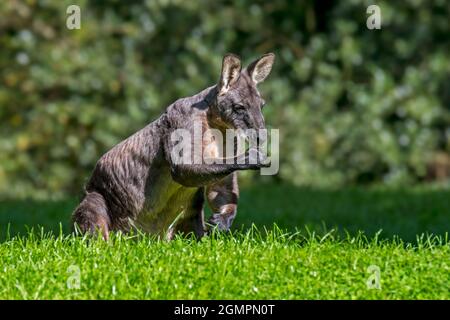 Swamp wallaby / black wallaby / black-tailed wallaby / fern wallaby (Wallabia bicolor), macropod marsupial native to Australia Stock Photo