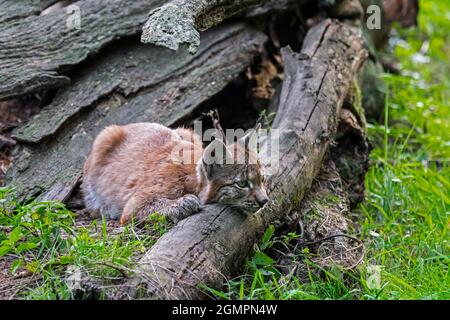 Young Eurasian lynx (Lynx lynx) resting behind fallen tree trunk in forest Stock Photo