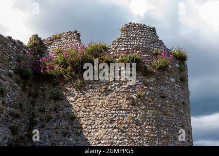 Red valerian (Centranthus ruber) and wallflowers (Erysimum) growing on the well-preserved 3rd century Roman walls of Portchester Castle, Hampshire, UK Stock Photo