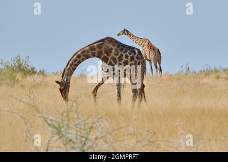 Two Angolan giraffes (Giraffa camelopardalis) grazing at Etosha national park, Namibia. Stock Photo