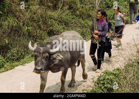 Sapa, Vietnam - April 15, 2016: Black Hmong minority woman carry child on the back while working and walking in the mountains with buffalo Stock Photo