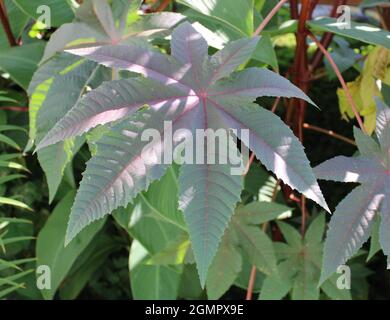 Large leaf Castor Bean plant. Stock Photo