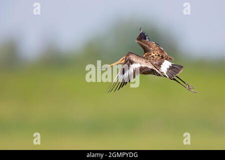 A black-tailed godwit (Limosa limosa) in flight. Stock Photo