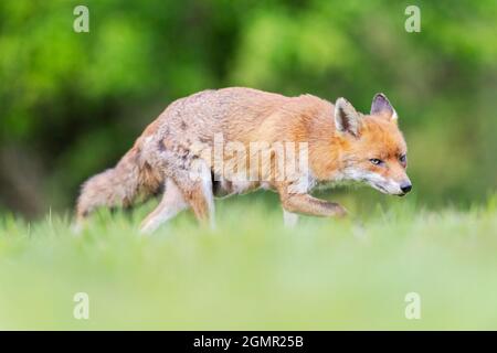 Red fox, Vulpes vulpes. Lactating fox, scavenging away from the den. Near Rayleigh, Essex Stock Photo