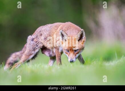 Red fox, Vulpes vulpes. Lactating fox, scavenging away from the den. Near Rayleigh, Essex Stock Photo