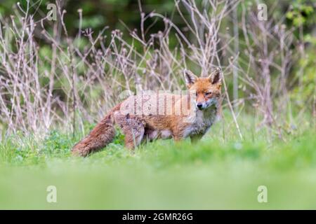 Red fox, Vulpes vulpes. Lactating fox, scavenging away from the den. Near Rayleigh, Essex Stock Photo