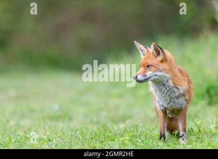 Red fox, Vulpes vulpes. Lactating fox, scavenging away from the den. Near Rayleigh, Essex Stock Photo