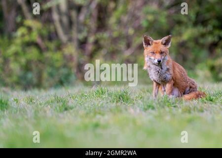 Red fox, Vulpes vulpes. Lactating fox, scavenging away from the den. Near Rayleigh, Essex Stock Photo