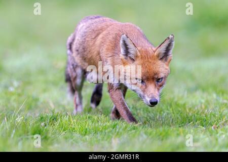 Red fox, Vulpes vulpes. Lactating fox, scavenging away from the den. Near Rayleigh, Essex Stock Photo