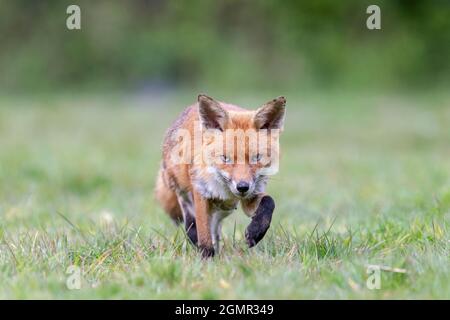 Red fox, Vulpes vulpes. Lactating fox, scavenging away from the den. Near Rayleigh, Essex Stock Photo