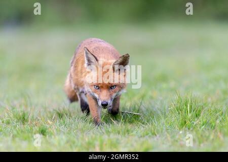 Red fox, Vulpes vulpes. Lactating fox, scavenging away from the den. Near Rayleigh, Essex Stock Photo