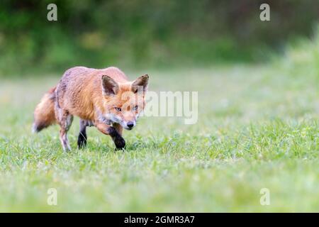 Red fox, Vulpes vulpes. Lactating fox, scavenging away from the den. Near Rayleigh, Essex Stock Photo