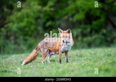 Red fox, Vulpes vulpes. Lactating fox, scavenging away from the den. Near Rayleigh, Essex Stock Photo