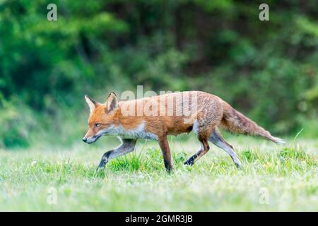 Red fox, Vulpes vulpes. Lactating fox, scavenging away from the den. Near Rayleigh, Essex Stock Photo