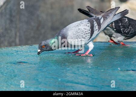 Pigeon drinking water from water fountain. Stock Photo