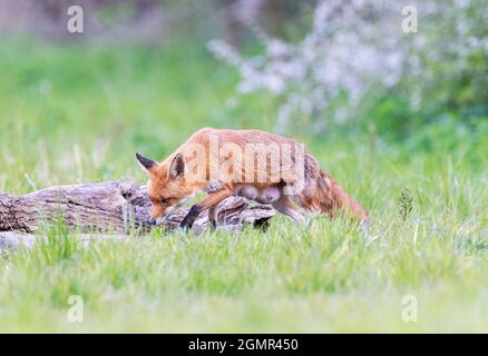 Red fox, Vulpes vulpes. Lactating fox, scavenging away from the den. Near Rayleigh, Essex Stock Photo