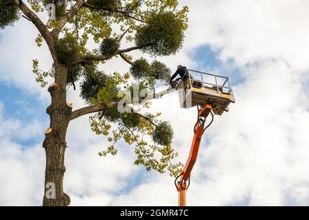 Two service workers cutting down big tree branches with chainsaw from ...