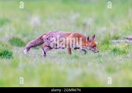 Red fox, Vulpes vulpes. Lactating fox, scavenging away from the den. Near Rayleigh, Essex Stock Photo