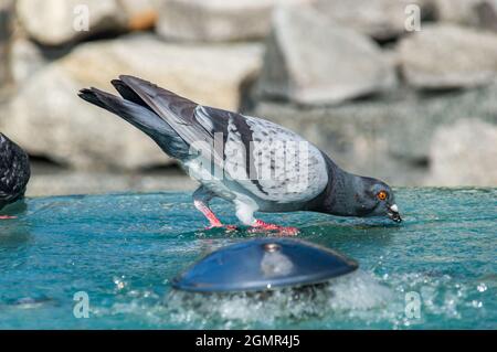 Pigeon drinking water on a fountain. Stock Photo