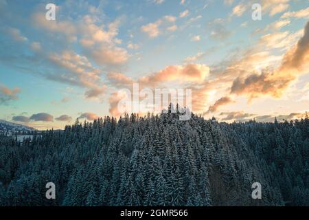 Aerial winter landscape with spruse trees of snow covered forest in cold mountains in the evening. Stock Photo