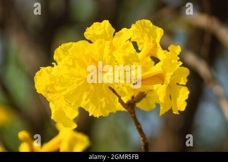 Handroanthus chrysanthus flowering plants in family Bignoniaceae. Stock Photo